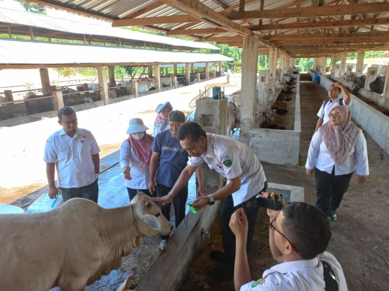 Dinas Pertanian Kota Padangsidimpuan Turun Kelapangan Cek Kesehatan Hewan Kurban