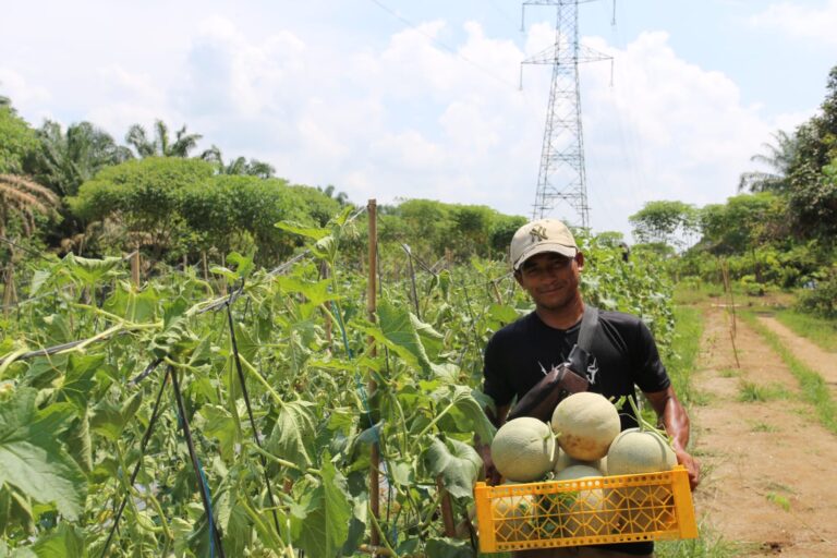 Kelompok Tani Milenial Binaan INALUM di Aek Songsongan Rayakan Hasil Panen Perdana