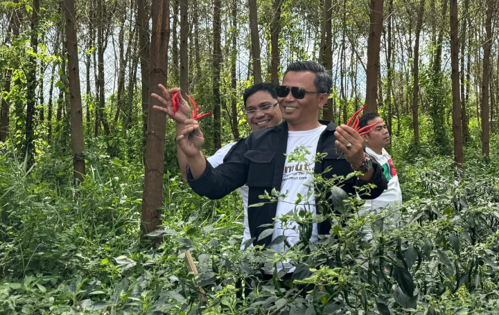 Sudah Sepuluhan Ribu Hektar Hutan Eucaliptus Kerjasama di Luar Konsesi TPL