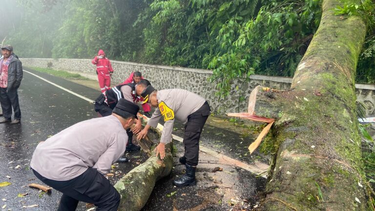 Sempat Lumpuh Total Gegara Pohon Tumbang, Jalur Berastagi-Medan Kembali Normal