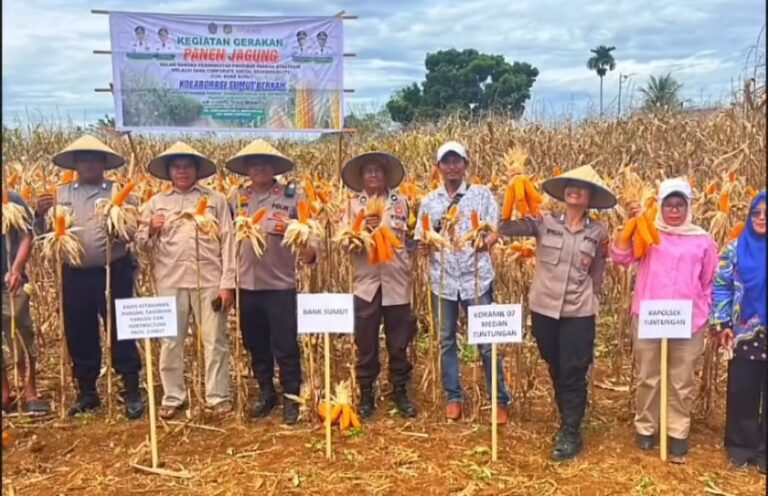 Kapolsek Medan Tuntungan Dampingi Petani Panen Jagung di Kemenangan Tani