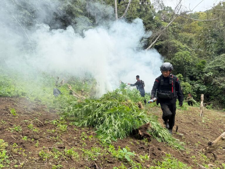 Satuan Brimob Polda Sumut Musnahkan 10 Hektar Ladang Ganja di Perbukitan Mandailing Natal