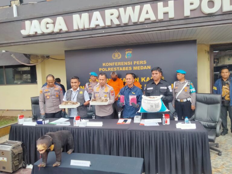 Polrestabes Medan Tangkap Komplotan Pelaku Perdagangan Satwa Dilindungi Beruang Madu dan Tringgiling