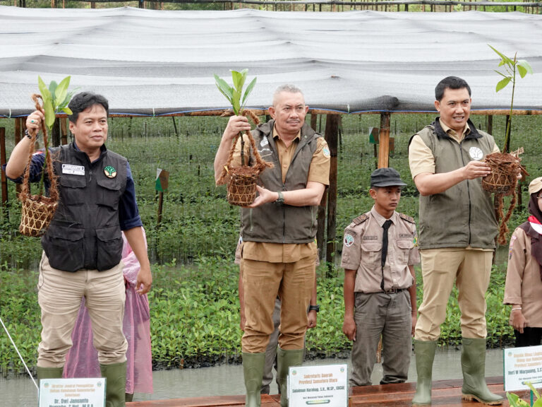 Peringati Hari Menanam Pohon Indonesia, Penanaman Mangrove di Sumut Capai 8.307 Hektare