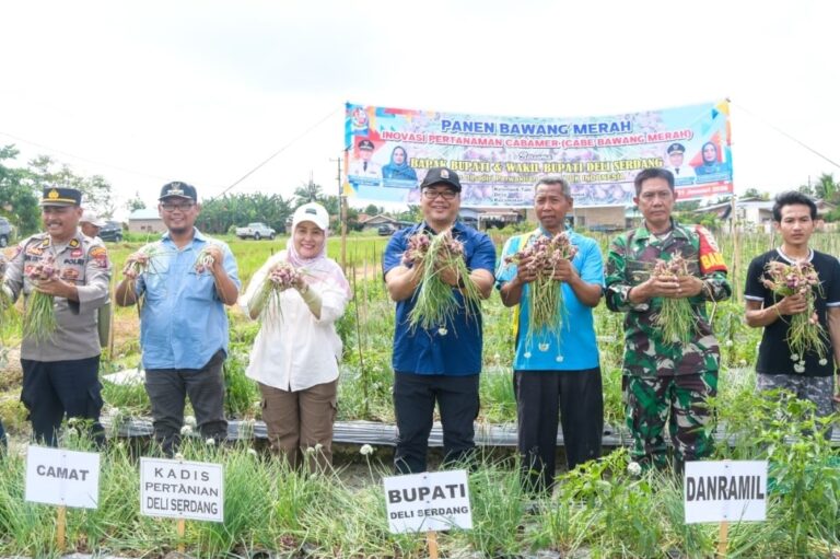 Dari Sawah ke Pasar, Pemkab Deli Serdang Pastikan Alat Gratis dan Bawang Petani Terserap