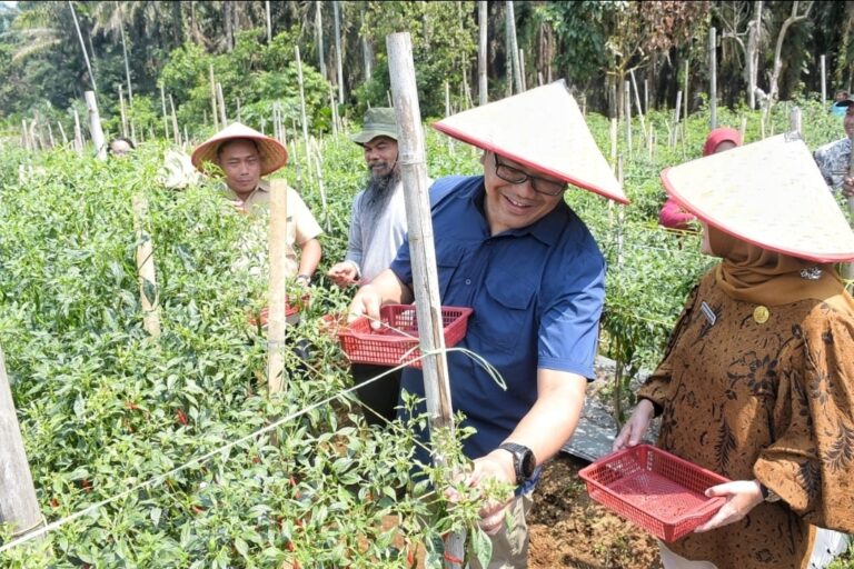 Bupati Deli Serdang Borong Cabai Petani, Harga Dinaikkan di Atas Pasar