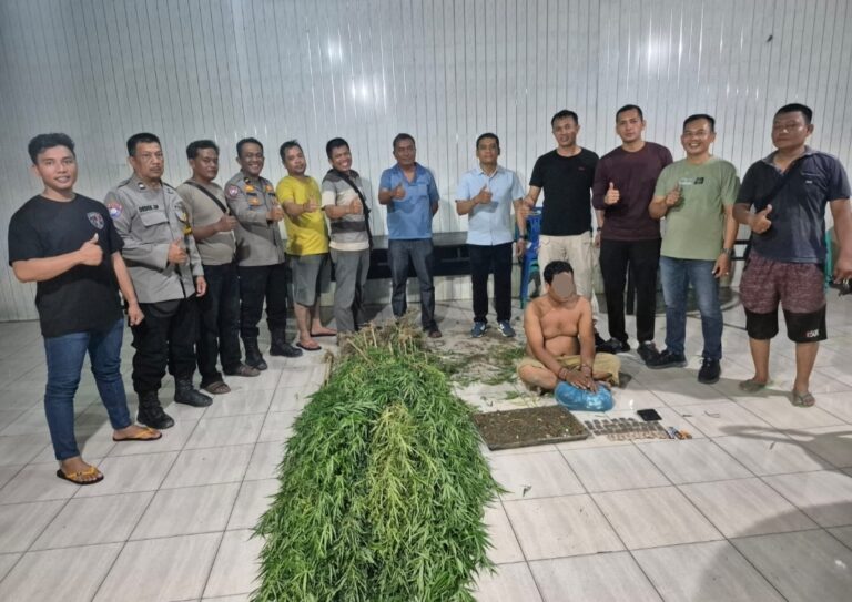 Tanam Ganja di Balik Tembok, Pria di Tanjung Morawa Diciduk Polisi, 40 Batang Setinggi 2 Meter Disita