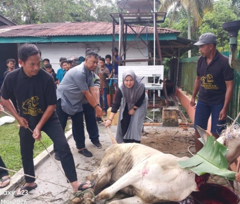 Momentum Iduladha 1447 H, PTPN IV Regional II Kebun Bah Birung Ulu Sembelih 12 Ekor Hewan Kurban